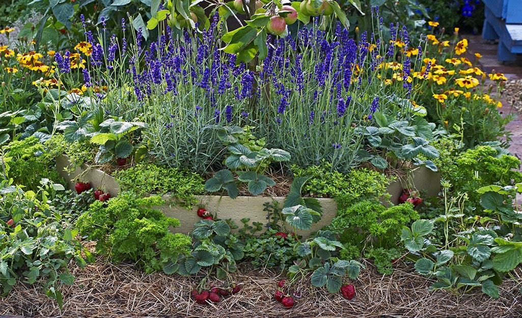 Flowers and vegetables in a summer garden