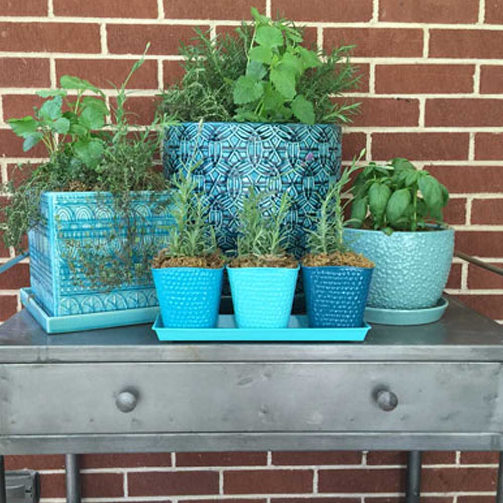 An assortment of mosquito repellent plants in various blue planters.