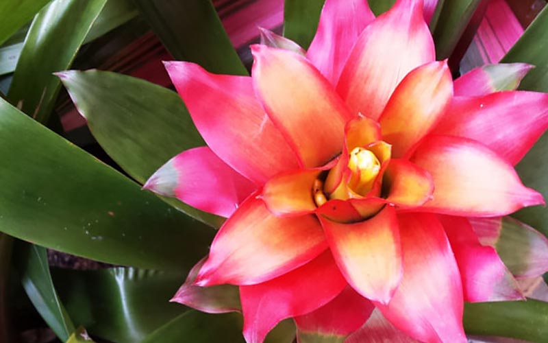 Caring for Bromeliads Caring for Bromeliads