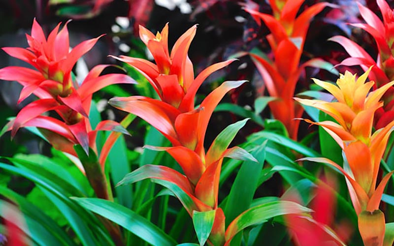 Bromeliads as Houseplants Bromeliads as Houseplants