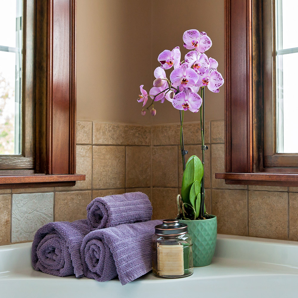 Orchid in a bathroom