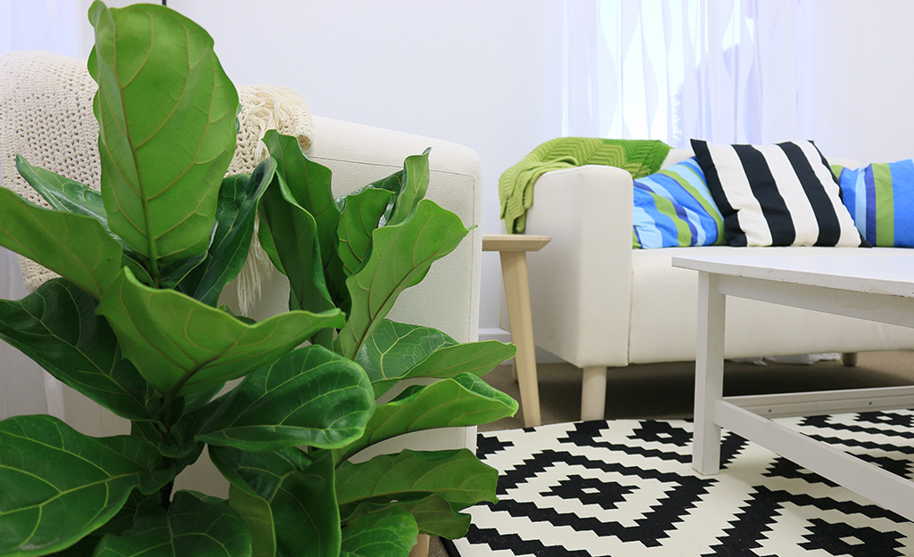 Fiddle leaf fig in a living room