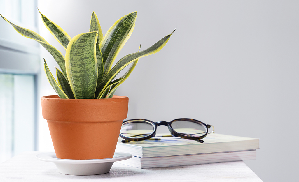 Sansevieria in a terra cotta pot