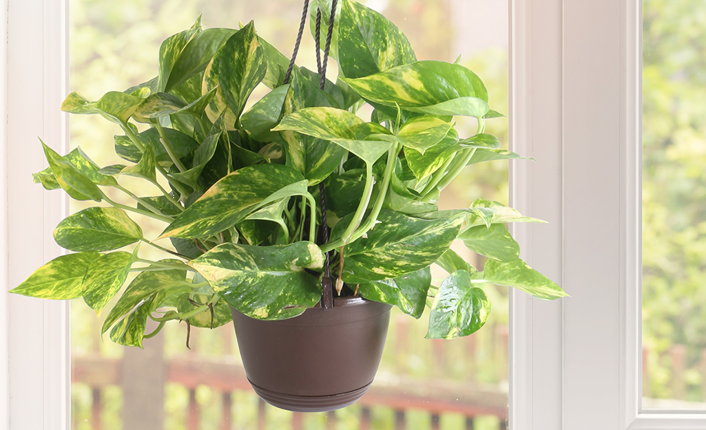 Golden pothos in a hanging basket