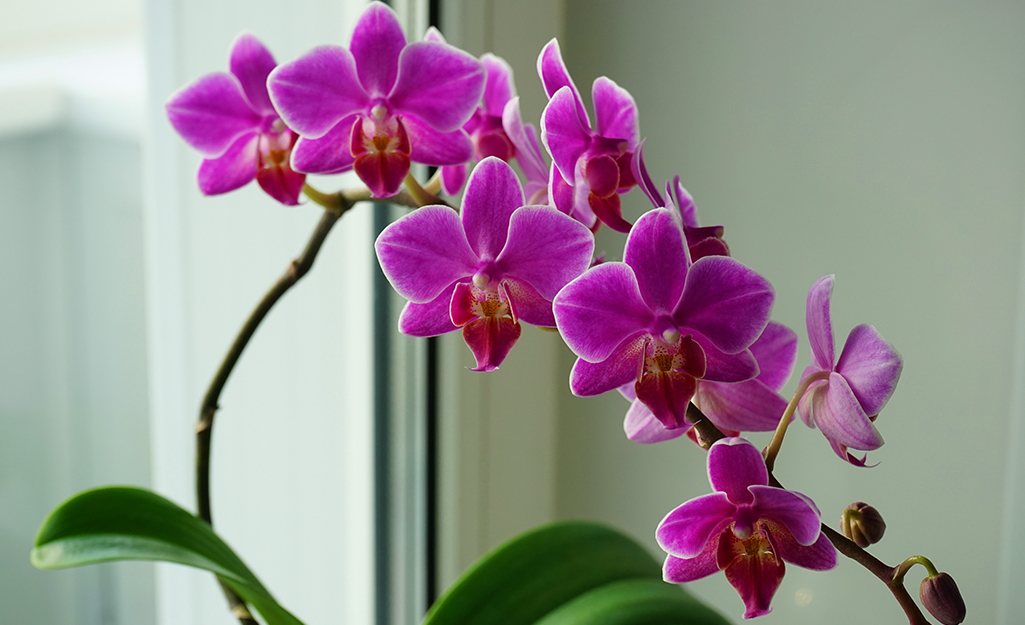 Pink orchid bloom