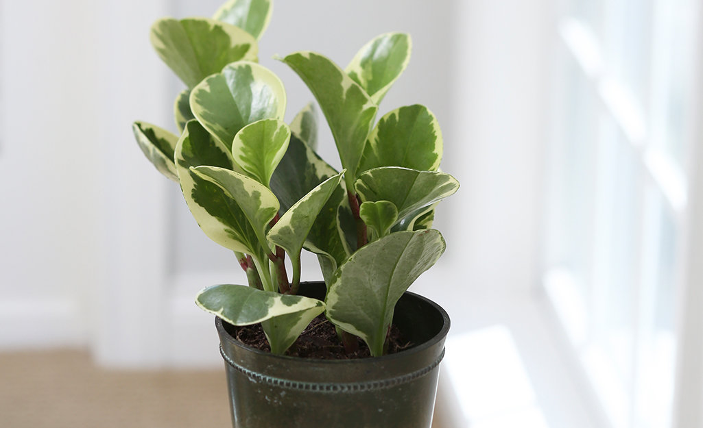 Peperomia plant in a bright window