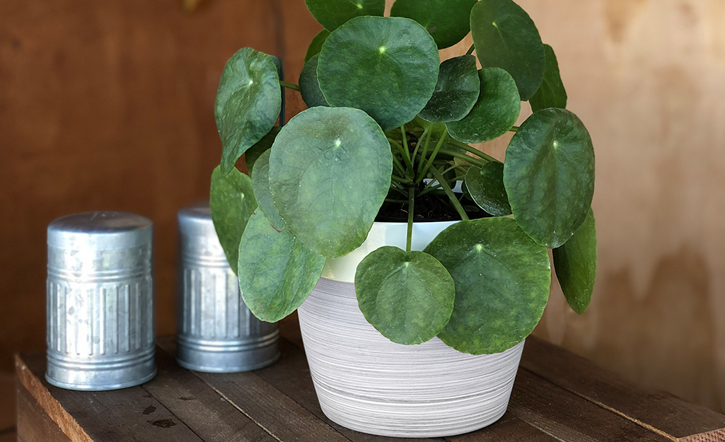 Pilea peperomioides, the sharing plant, in a pot