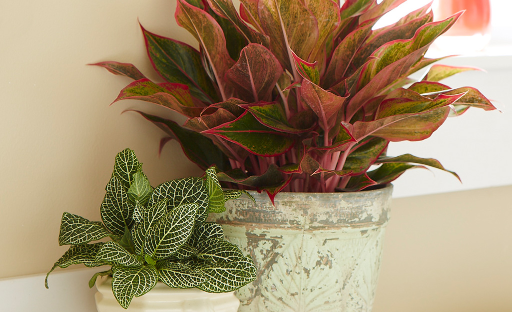 Red aglaonema and fittonia in white pots in a bright window