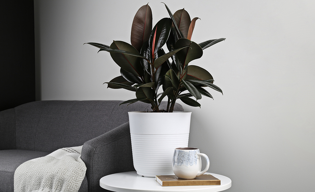 Ficus Elastica, the Rubber Plant, in a container on a table