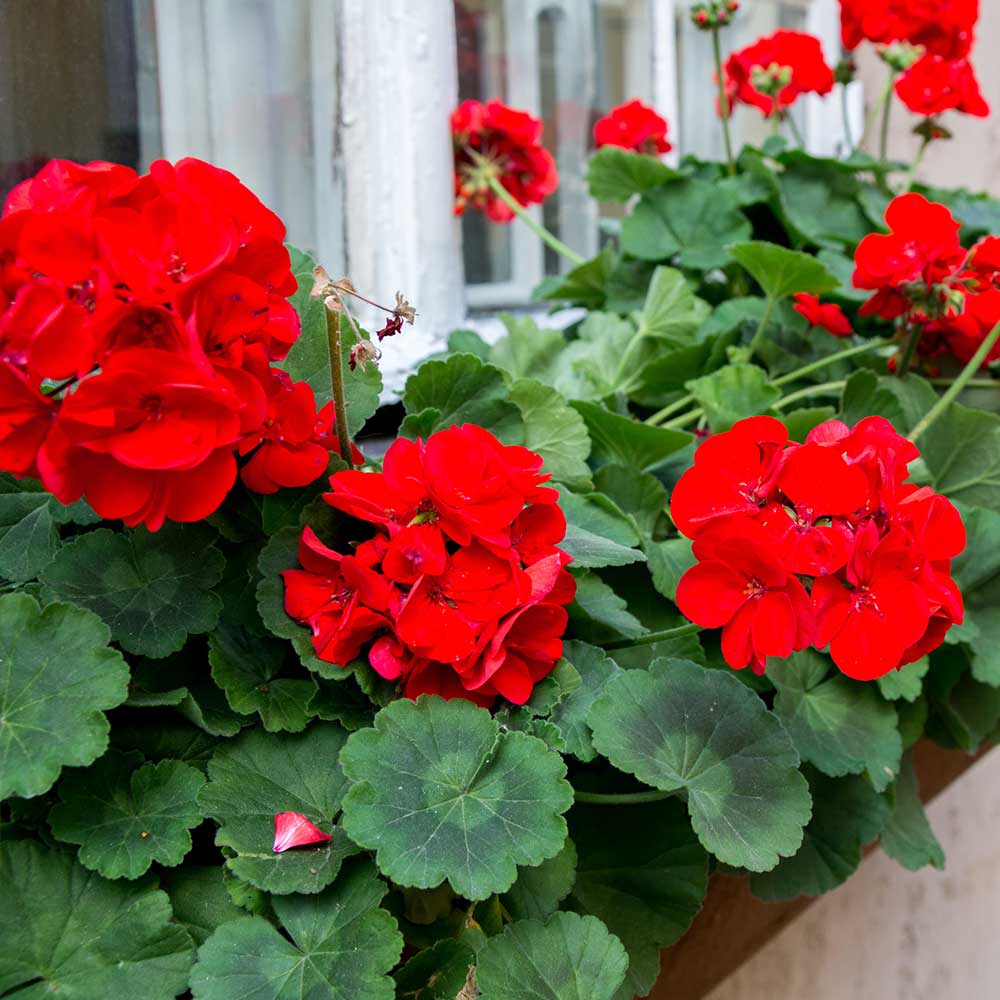 Get to Know Red Hot and Pink Geraniums - The Home Depot