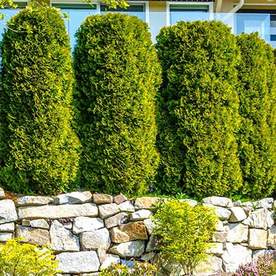 How to Grow Privacy Shrubs