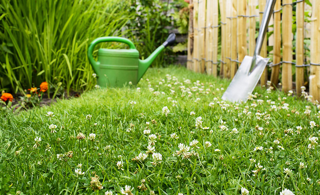 8 Grass Alternatives for Lawns The Home Depot