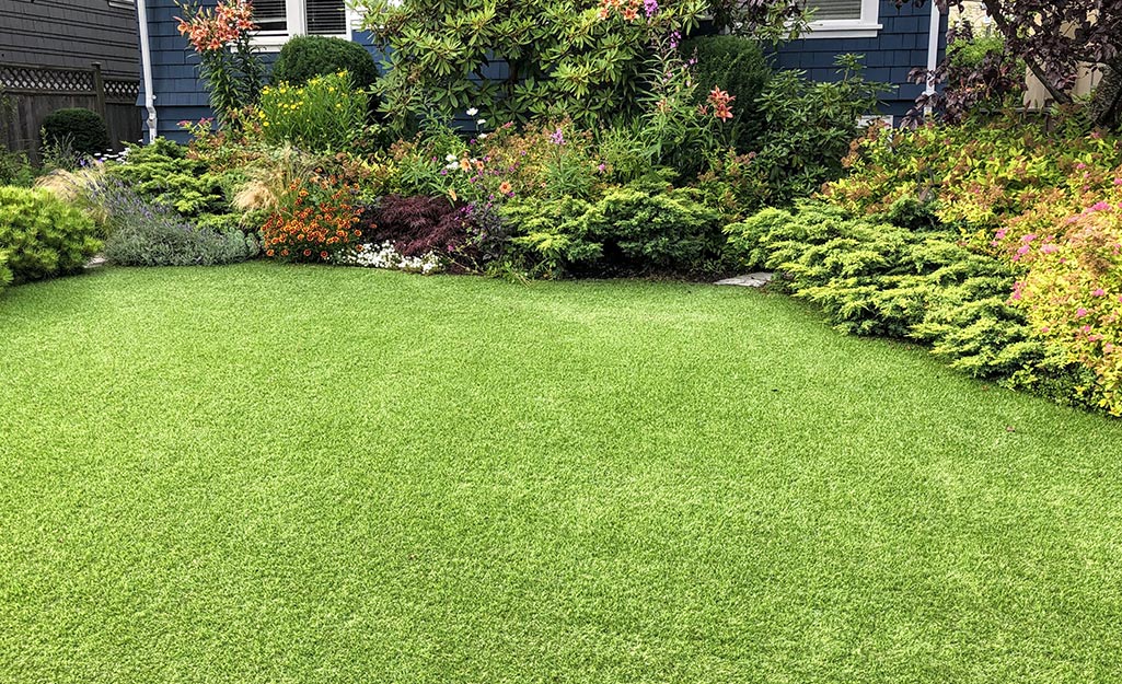 low maintenance lawn alternatives