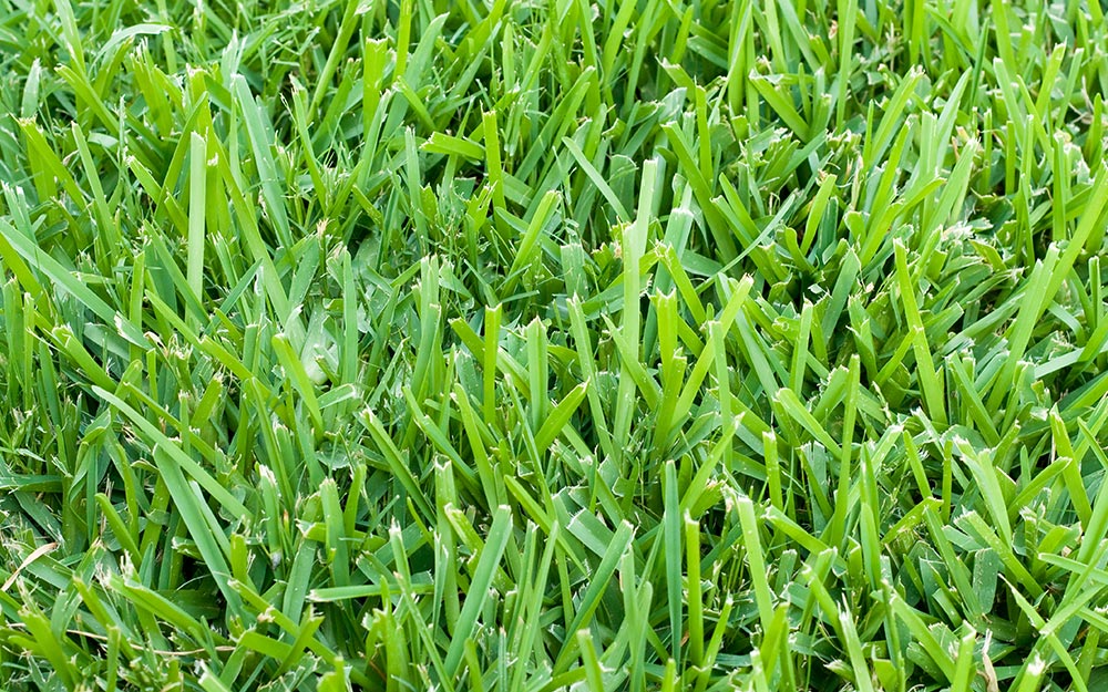 Bermuda grass.