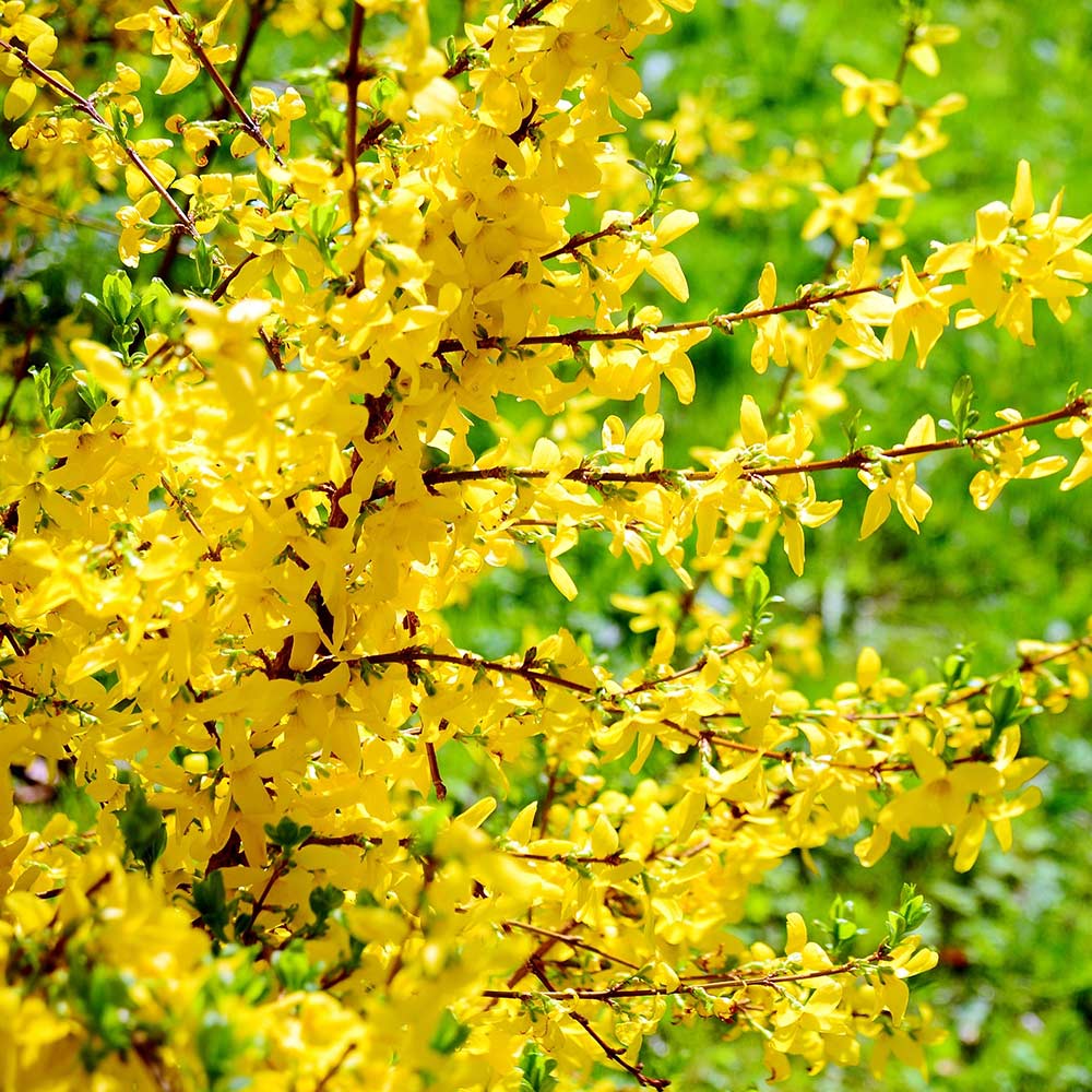 Groom the Blooms for Bigger Boom. Prune and Pinch Old Buds Now. Groom the Blooms for Bigger Boom. Prune and Pinch Old Buds Now.