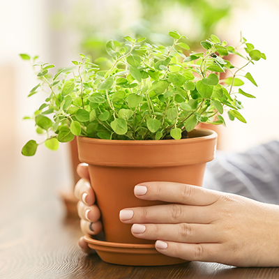 How to Grow and Use Oregano in Your Garden