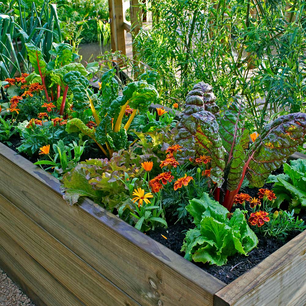 Leafy greens grow next to flowers in a raised garden bed.
