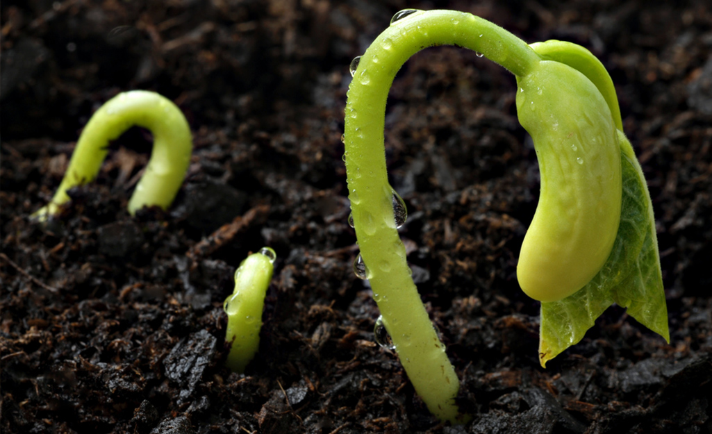 Edible Garden - The Home Depot