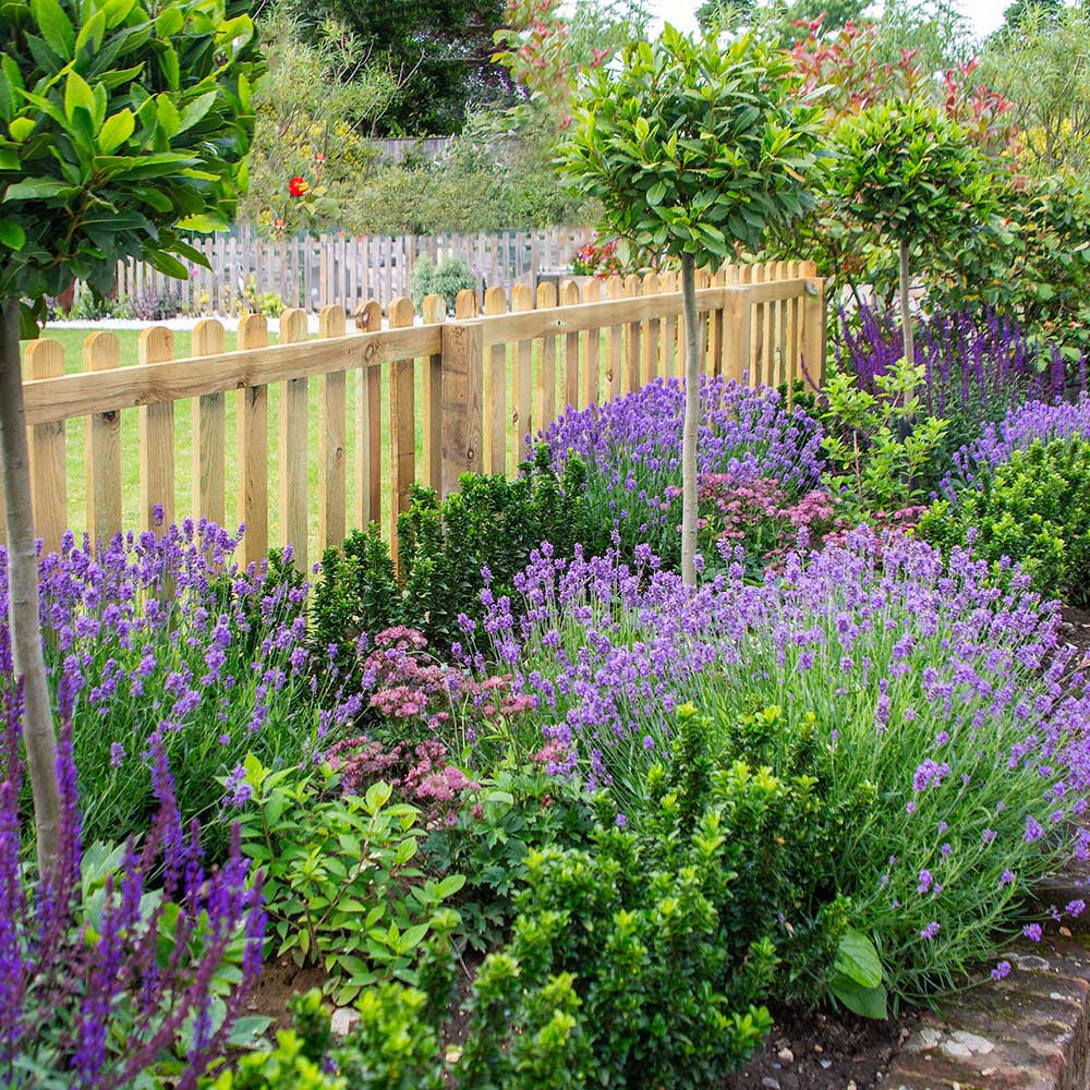 Lavender in an herb garden in front of a fence.