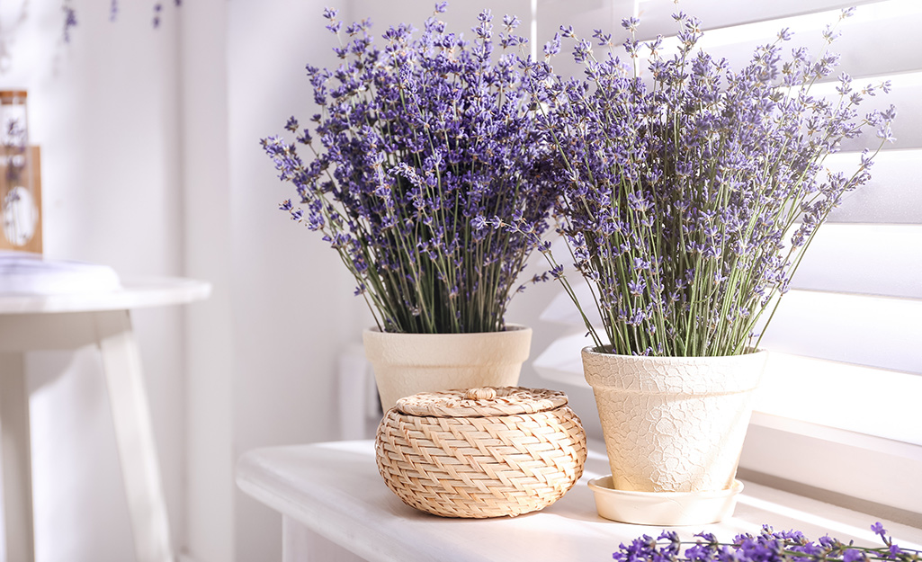 Lavender blooming in containers on a stand indoors.