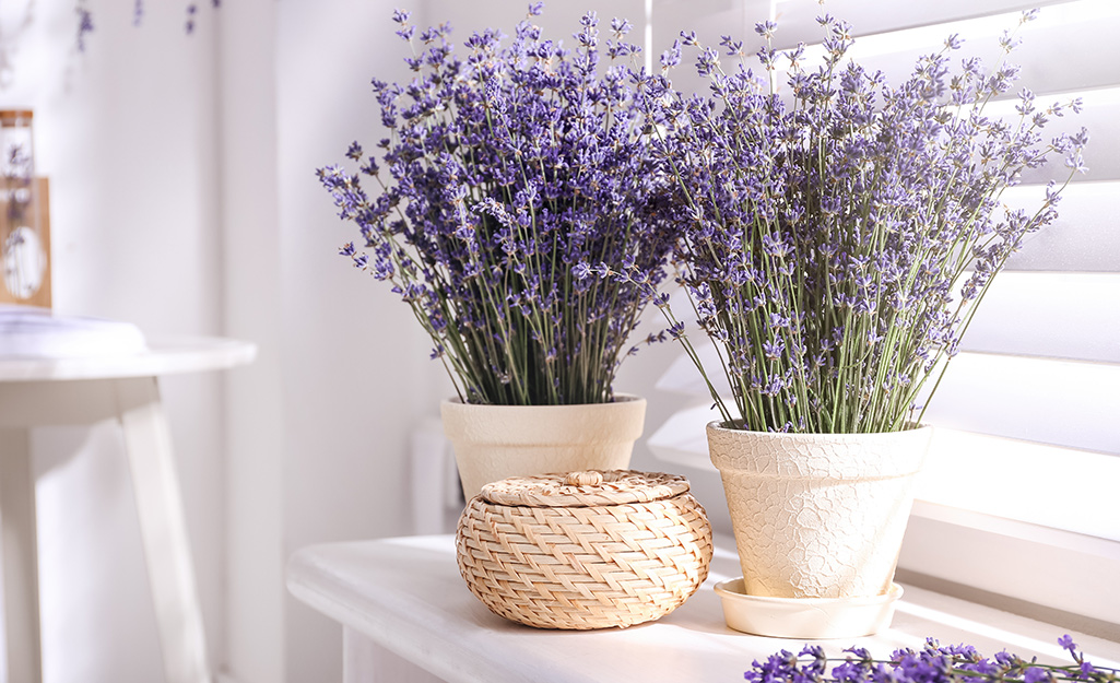 LAVANDA VASO 18CM - GardenStuff