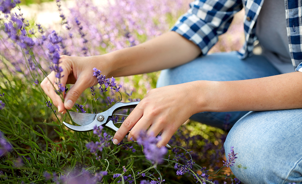A gardener cutting lavender with snips.