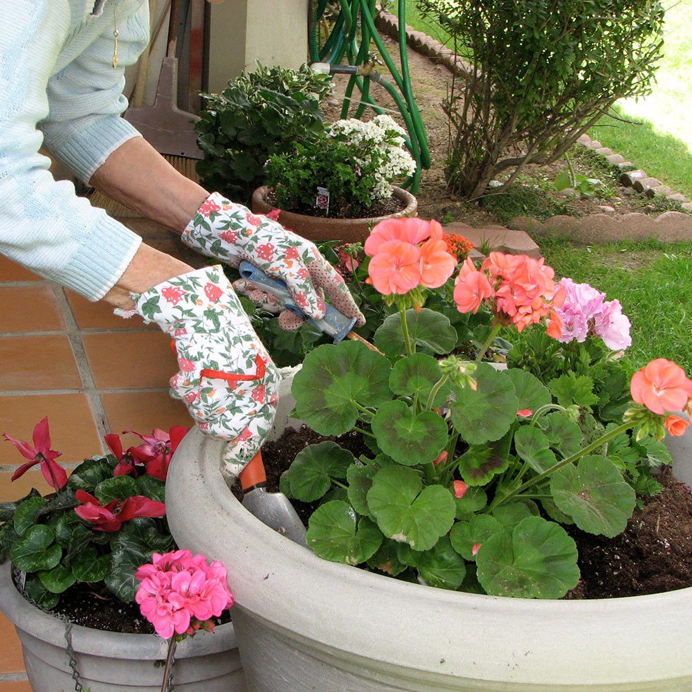 Gardener potting geraniums
