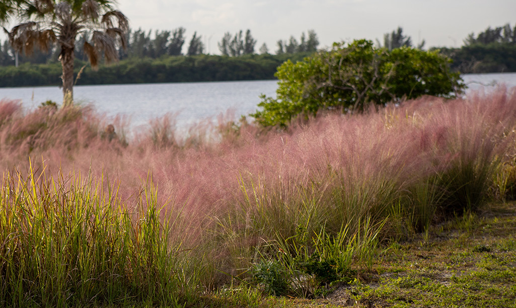 Pink Muhly grass in a garden border