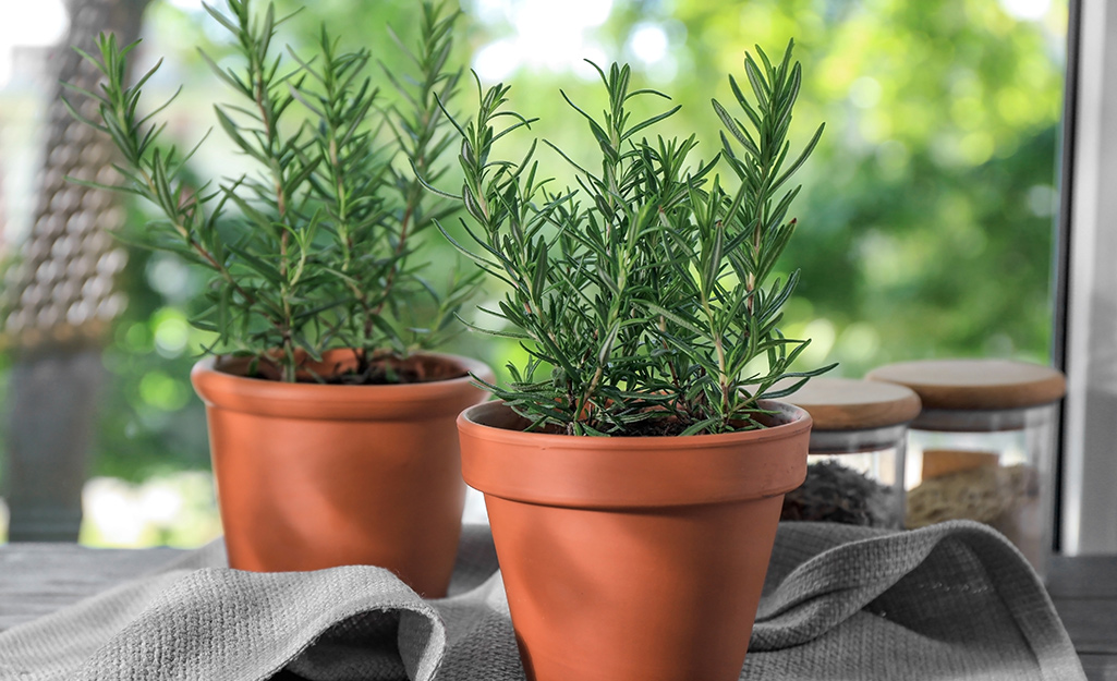 Rosemary plants in terra cotta pots