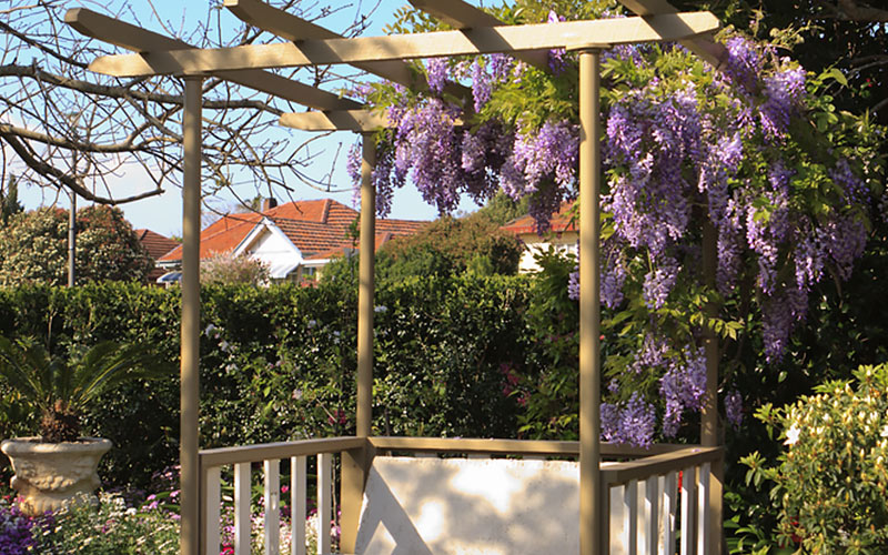 Wisteria in bloom hanging from a pergola