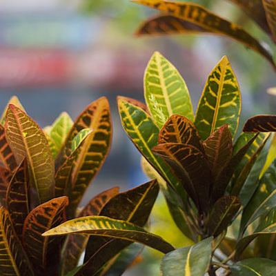 Grow Your Own Jungle with Tropical Houseplants