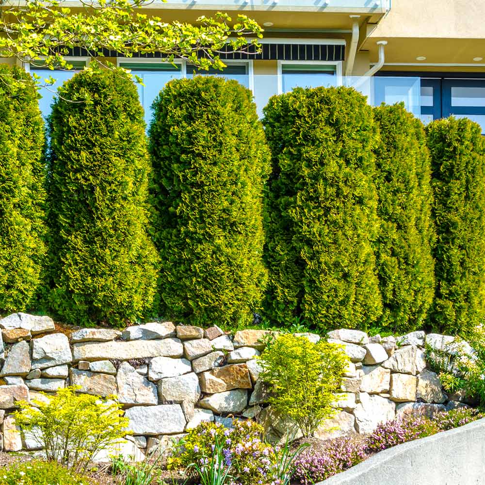 Modern Tall Narrow Bushes For Privacy for Small Space