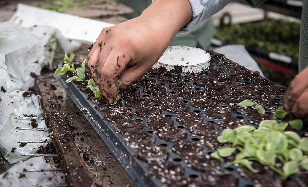Worker sets seedlings into soil trays
