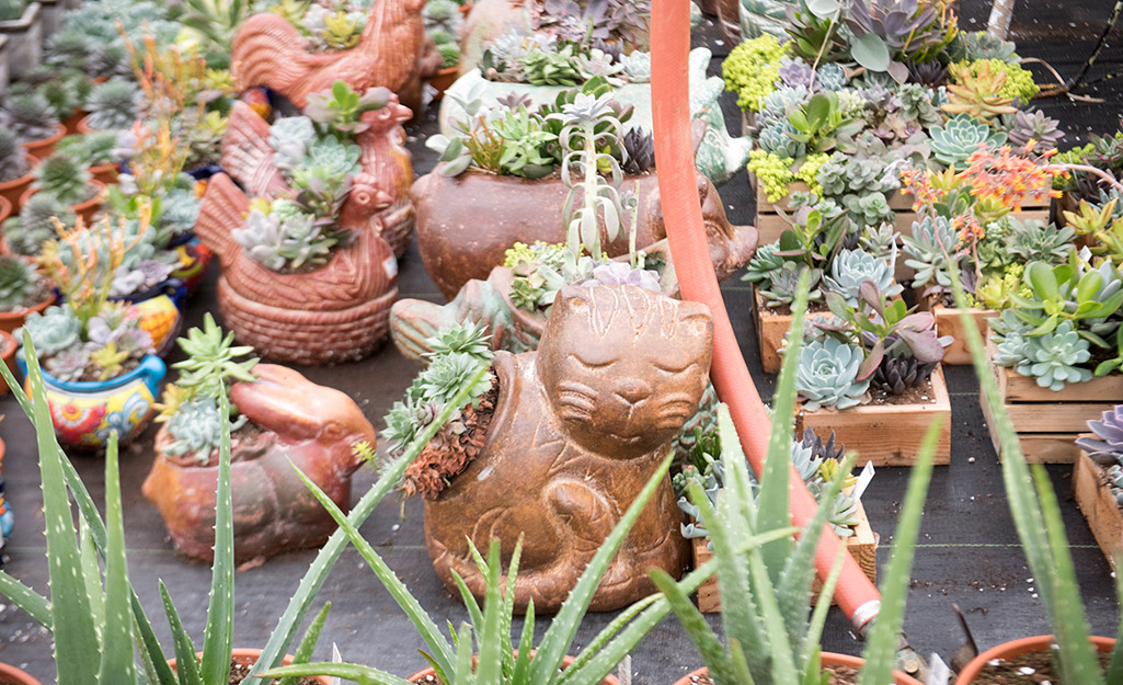 Pots of succulents at Rambo Nursery