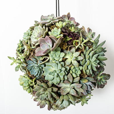 Hanging Centerpiece Diy Succulent Ball