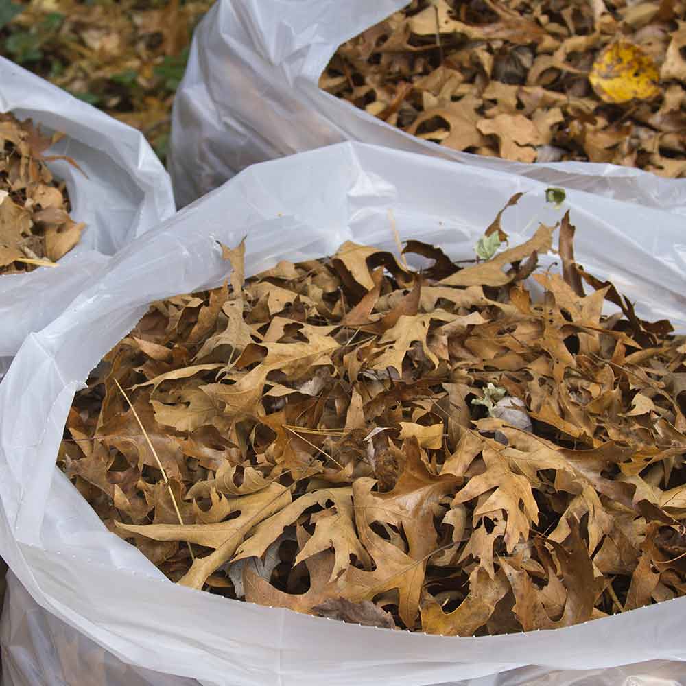 Harvest leaves for mulch