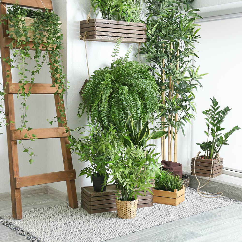 Houseplants in a brightly lit space