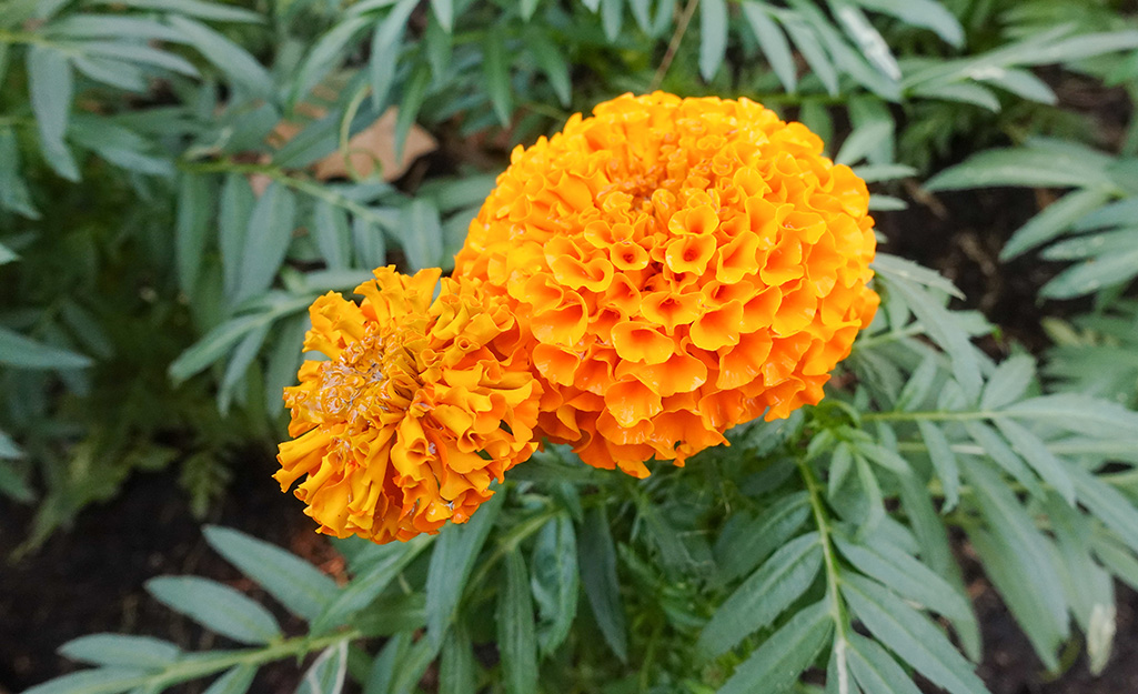  Marigold blooming in a garden