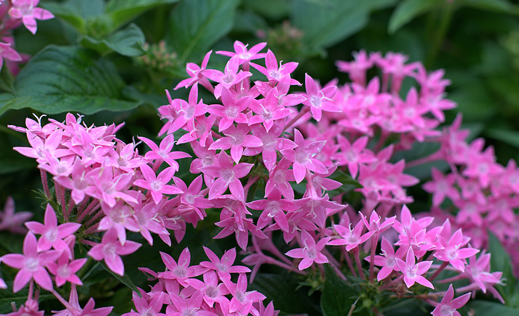 Bunches of purple flowers blooming in a garden.