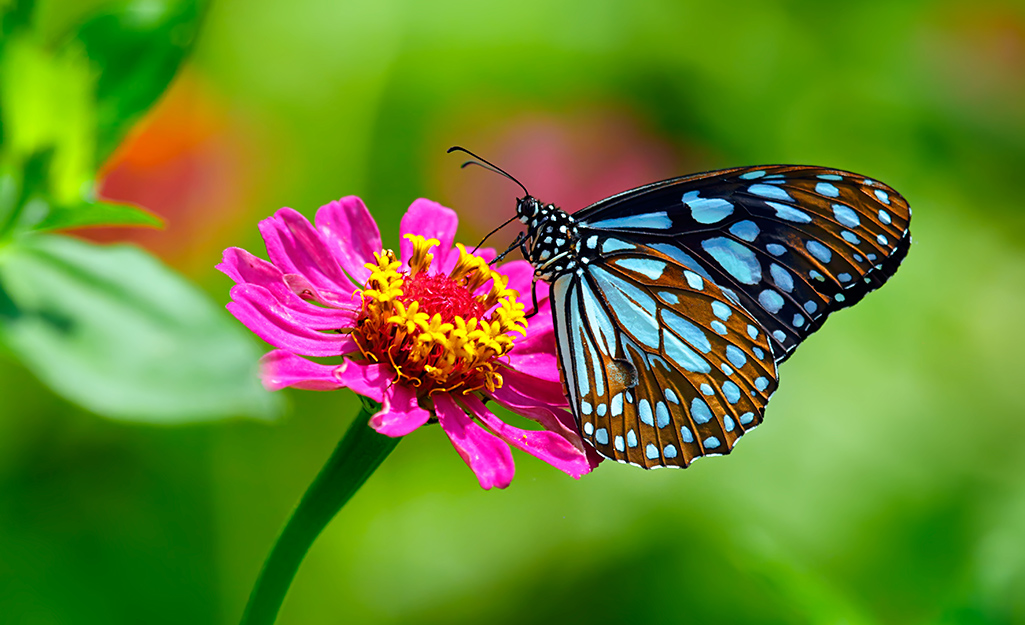 Butterfly on a pink zinnia