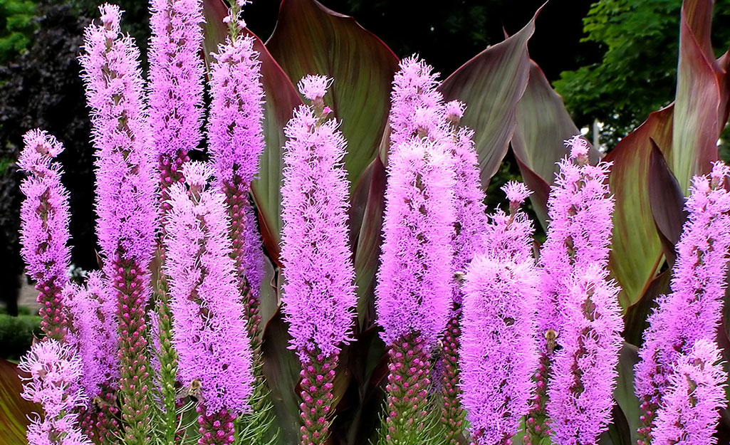Purple stalks of blazing star