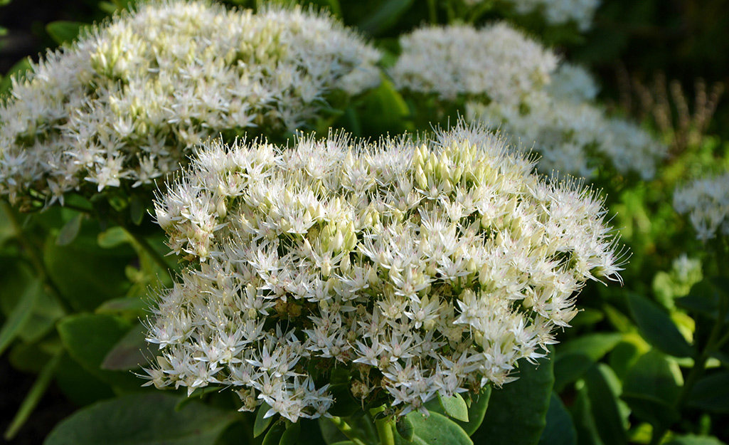 Sedum in bloom