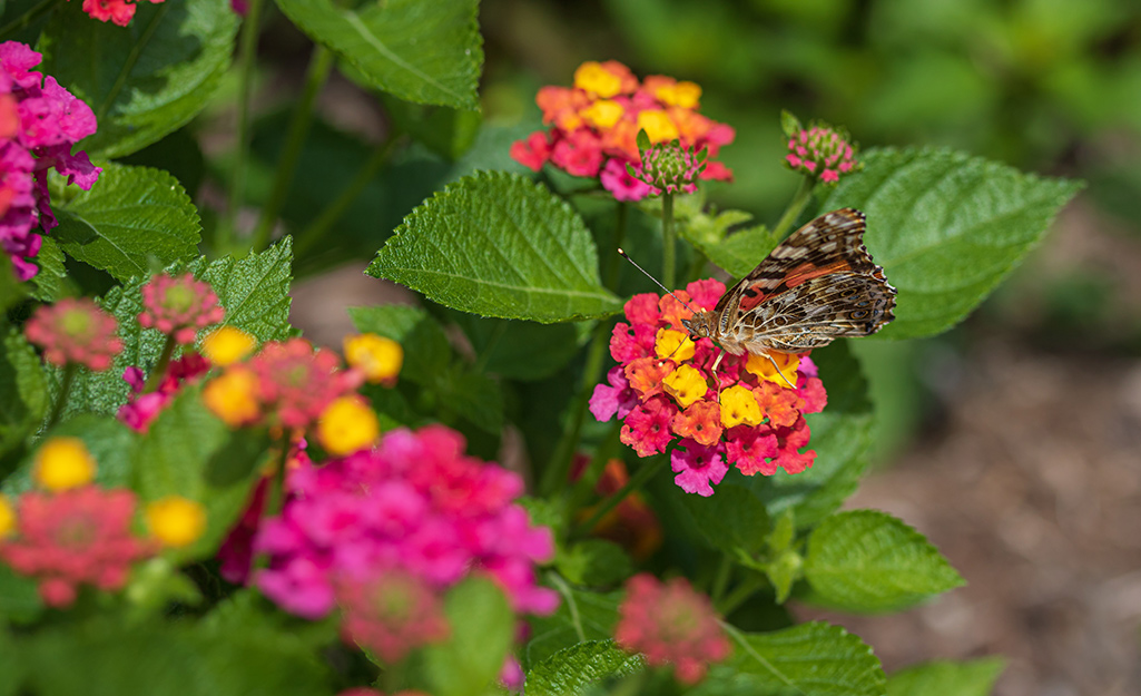 7 Heat And Rain Resistant Flower Plants