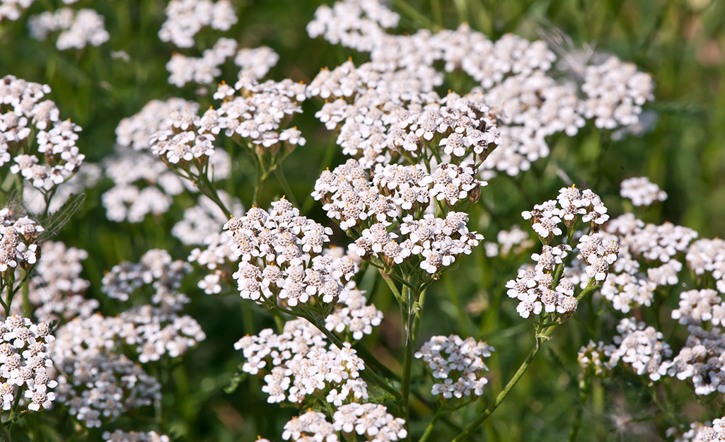 Yarrow blooms in a garden