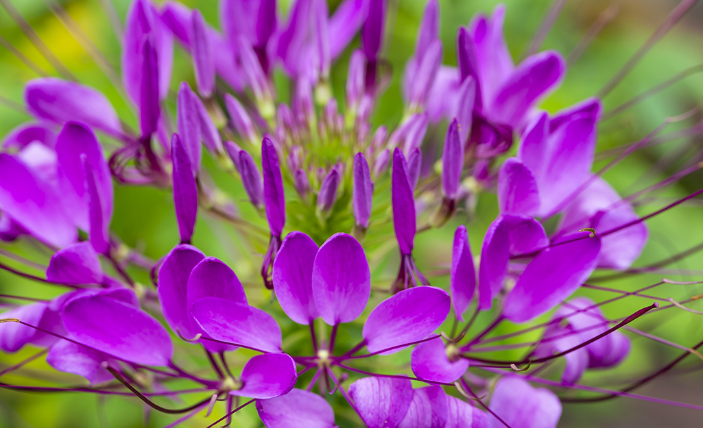 A close up of cleome