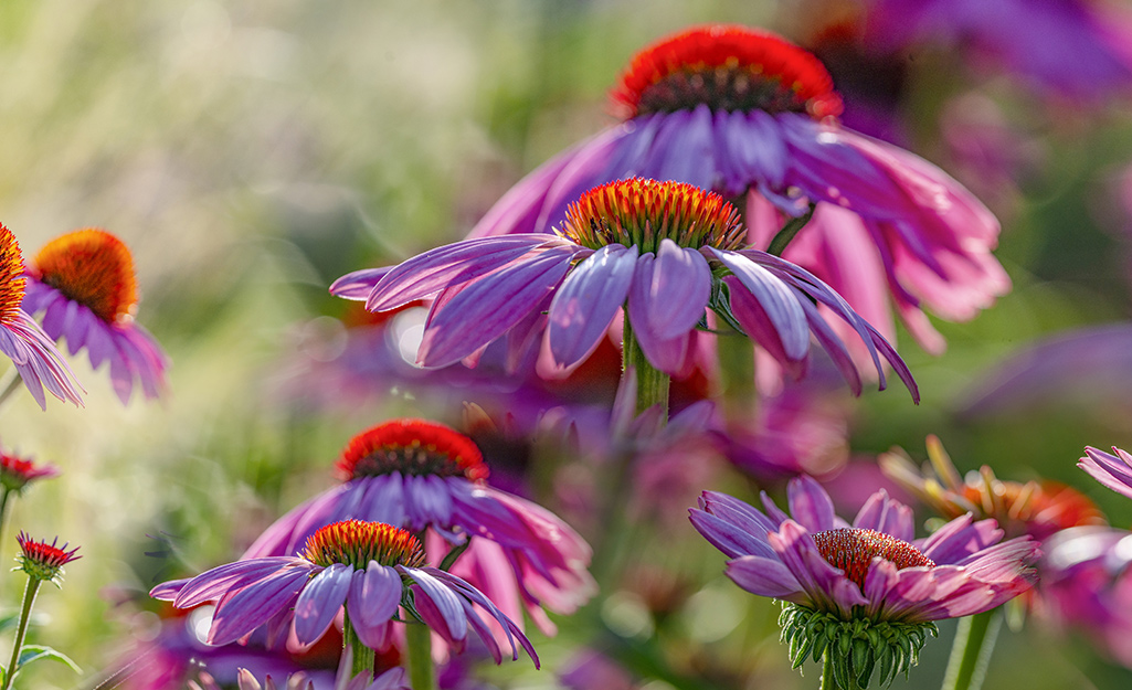 Beautiful coneflower in bloom