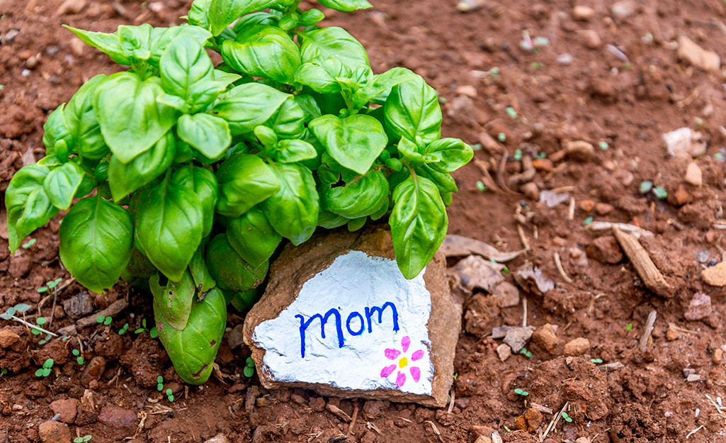 A rock with "mom" painted on it next to a basil plant.