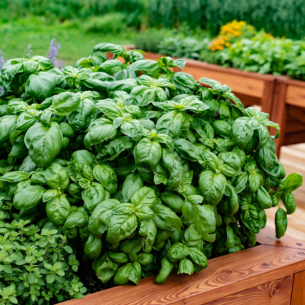 Basil in a raised bed garden