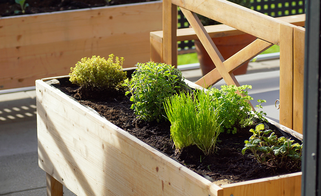 A raised bed garden filled with herbs