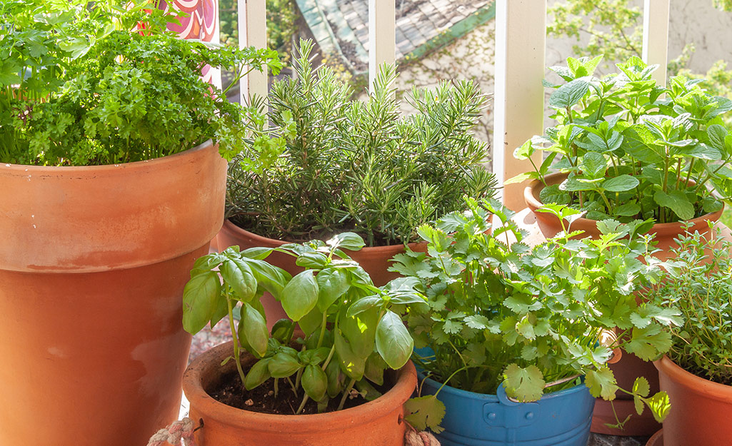 Pots of herbs like basil and parsley on a porch